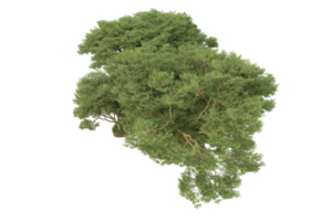 forêt réaliste isolée sur fond transparent. rendu 3d - illustration png