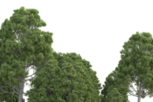 forêt réaliste isolée sur fond transparent. rendu 3d - illustration png