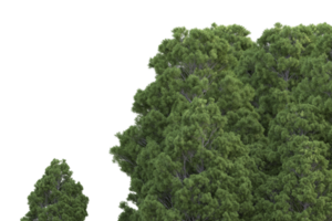 Realistic forest isolated on transparent background. 3d rendering - illustration png