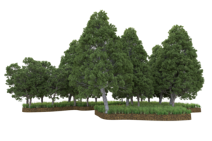 floresta realista isolada em fundo transparente. renderização 3D - ilustração png