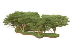 Realistic forest isolated on transparent background. 3d rendering - illustration png