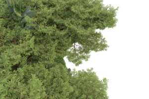 Realistic forest isolated on transparent background. 3d rendering - illustration png
