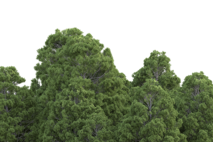 forêt réaliste isolée sur fond transparent. rendu 3d - illustration png