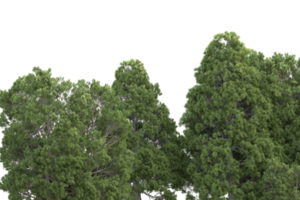 Realistic forest isolated on transparent background. 3d rendering - illustration png