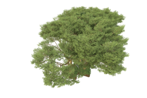 realistico foresta isolato su trasparente sfondo. 3d interpretazione - illustrazione png