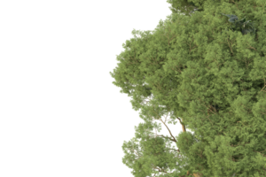 realistico foresta isolato su trasparente sfondo. 3d interpretazione - illustrazione png