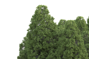 floresta realista isolada em fundo transparente. renderização 3D - ilustração png