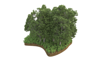 realistischer wald lokalisiert auf transparentem hintergrund. 3D-Rendering - Abbildung png