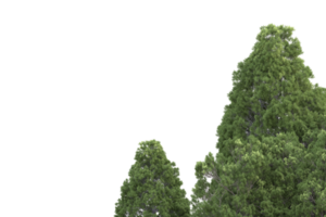 forêt réaliste isolée sur fond transparent. rendu 3d - illustration png