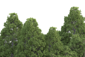 realistischer wald lokalisiert auf transparentem hintergrund. 3D-Rendering - Abbildung png