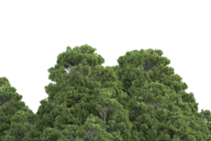 realistico foresta isolato su trasparente sfondo. 3d interpretazione - illustrazione png