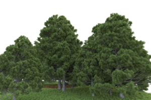 Realistic forest isolated on transparent background. 3d rendering - illustration png