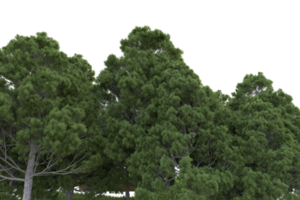 Realistic forest isolated on transparent background. 3d rendering - illustration png