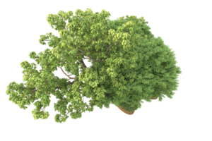Realistic forest isolated on transparent background. 3d rendering - illustration png