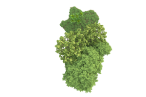 Realistic forest isolated on transparent background. 3d rendering - illustration png