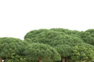 forêt réaliste isolée sur fond transparent. rendu 3d - illustration png