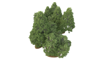 Realistic forest isolated on transparent background. 3d rendering - illustration png