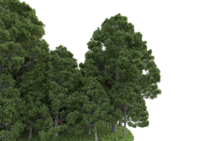 floresta realista isolada em fundo transparente. renderização 3D - ilustração png