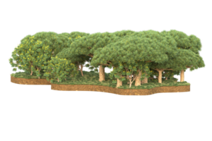 realistico foresta isolato su trasparente sfondo. 3d interpretazione - illustrazione png