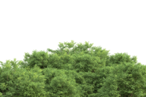 Realistic forest isolated on transparent background. 3d rendering - illustration png