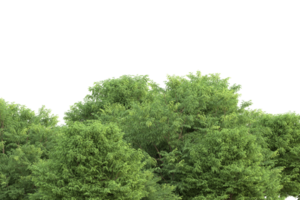 Realistic forest isolated on transparent background. 3d rendering - illustration png