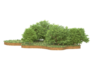 Realistic forest isolated on transparent background. 3d rendering - illustration png