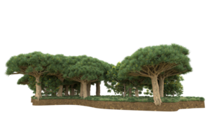 Realistic forest isolated on transparent background. 3d rendering - illustration png