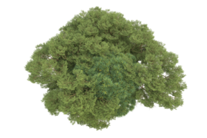 realistico foresta isolato su trasparente sfondo. 3d interpretazione - illustrazione png