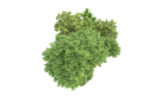 forêt réaliste isolée sur fond transparent. rendu 3d - illustration png