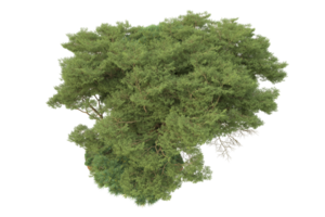 floresta realista isolada em fundo transparente. renderização 3D - ilustração png