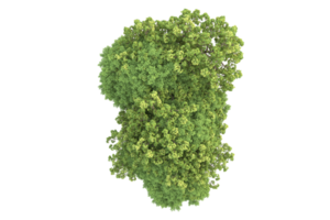 Realistic forest isolated on transparent background. 3d rendering - illustration png