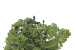 Realistic forest isolated on transparent background. 3d rendering - illustration png