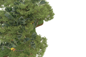 realistico foresta isolato su trasparente sfondo. 3d interpretazione - illustrazione png