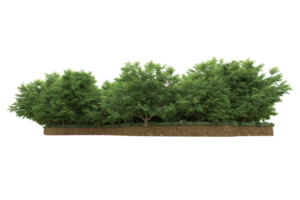 Realistic forest isolated on transparent background. 3d rendering - illustration png