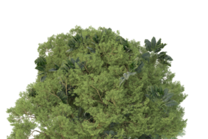 Realistic forest isolated on transparent background. 3d rendering - illustration png