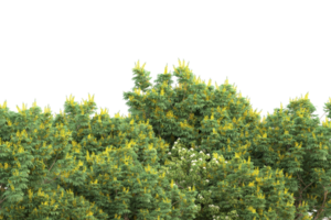 Realistic forest isolated on transparent background. 3d rendering - illustration png