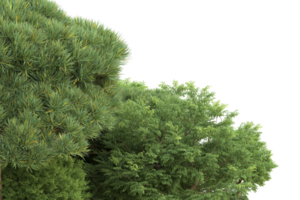 Realistic forest isolated on transparent background. 3d rendering - illustration png