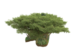 realistico foresta isolato su trasparente sfondo. 3d interpretazione - illustrazione png