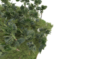 forêt réaliste isolée sur fond transparent. rendu 3d - illustration png