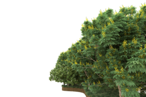 realistischer wald lokalisiert auf transparentem hintergrund. 3D-Rendering - Abbildung png