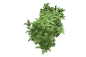 Realistic forest isolated on transparent background. 3d rendering - illustration png