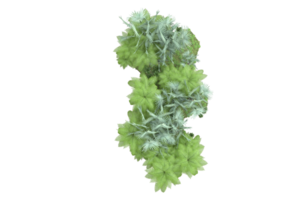 Realistic forest isolated on transparent background. 3d rendering - illustration png