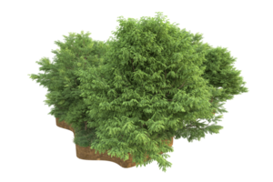 floresta realista isolada em fundo transparente. renderização 3D - ilustração png