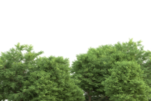 forêt réaliste isolée sur fond transparent. rendu 3d - illustration png