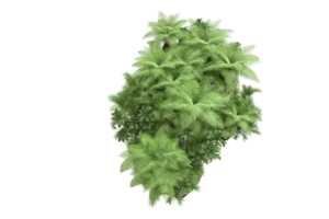 Realistic forest isolated on transparent background. 3d rendering - illustration png