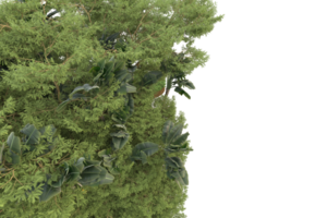 floresta realista isolada em fundo transparente. renderização 3D - ilustração png