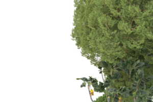 floresta realista isolada em fundo transparente. renderização 3D - ilustração png