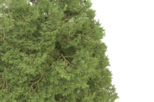 forêt réaliste isolée sur fond transparent. rendu 3d - illustration png