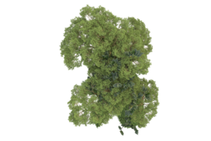 Realistic forest isolated on transparent background. 3d rendering - illustration png