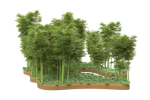 Realistic forest isolated on transparent background. 3d rendering - illustration png